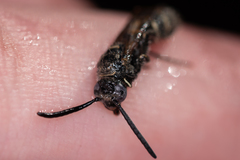 Colpa quinquecincta
