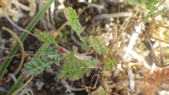 Erodium lebelii lebelii