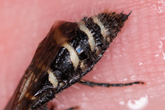 Colpa quinquecincta