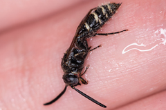 Colpa quinquecincta