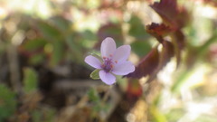 Erodium lebelii lebelii