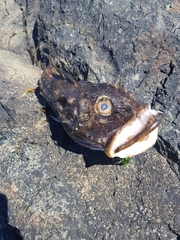 Myoxocephalus polyacanthocephalus