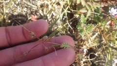 Erodium lebelii lebelii