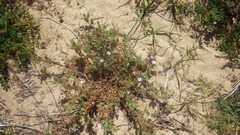 Erodium lebelii lebelii