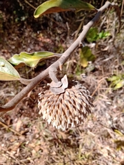Annona monticola