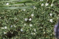 Stellaria dichotoma