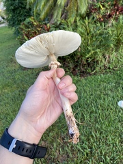 Chlorophyllum molybdites image