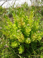 Hylotelephium telephium