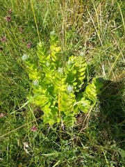 Hylotelephium telephium