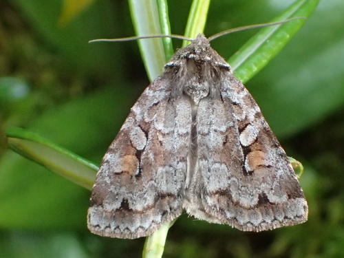 Grand Xestia Moth