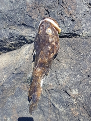 Myoxocephalus polyacanthocephalus