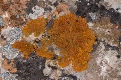 Xanthoria calcicola