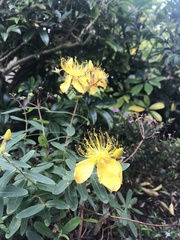 Hypericum canariense