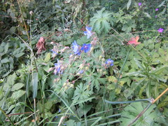 Geranium pratense