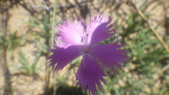 Dianthus gallicus