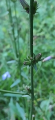 Cichorium intybus