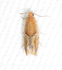 Ancylis comptana