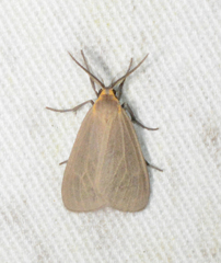 Pagara simplex