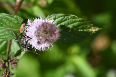 Ammophila sabulosa