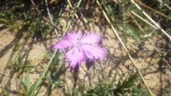 Dianthus gallicus