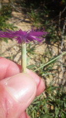 Dianthus gallicus