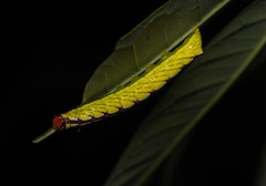 Chadisra bipars