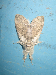 Calliteara argentata