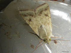 Lepidoptera