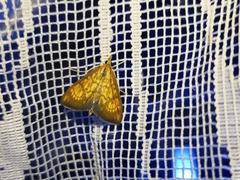 Ecpyrrhorrhoe rubiginalis