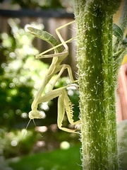 Stagmomantis californica