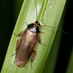 Pycnoscelus indicus