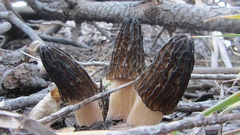 Morchella brunnea