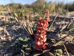 Indigofera procumbens