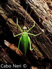 Pterophylla beltrani