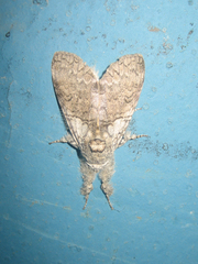 Calliteara argentata