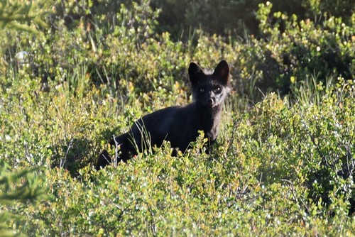 Arctic Fox