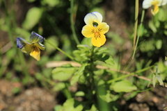 Viola lutea