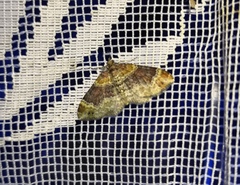 Xanthorhoe spadicearia