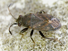 Stygnocoris fuligineus