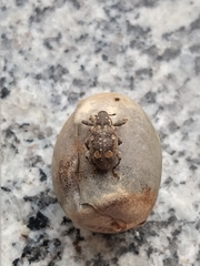 Marshallius bonelli