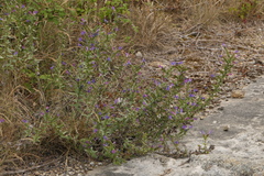 Echium rosulatum