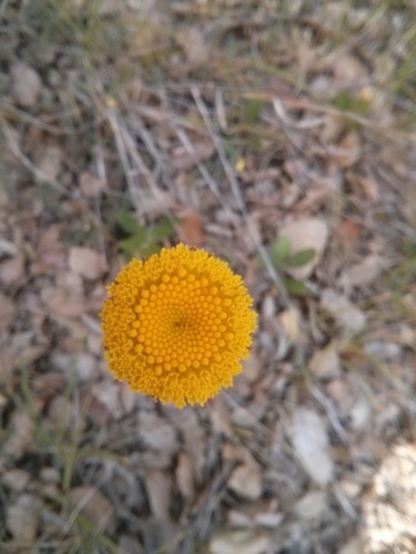 Leucanthemum aligulatum