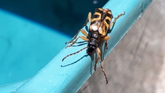 Xestoleptura