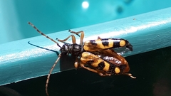 Xestoleptura