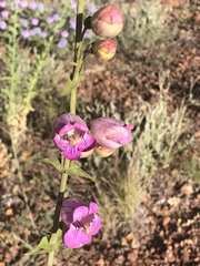 Penstemon ophianthus