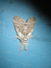 Calliteara argentata