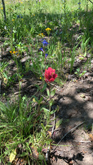 Castilleja rhexiifolia