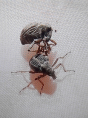 Eubrychius velutus
