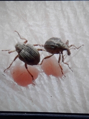Eubrychius velutus
