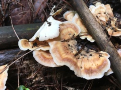 Flabellophora